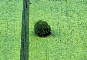 Baum in Rheinhessen